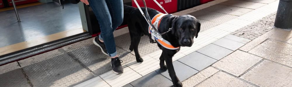 Accessibility and inclusion